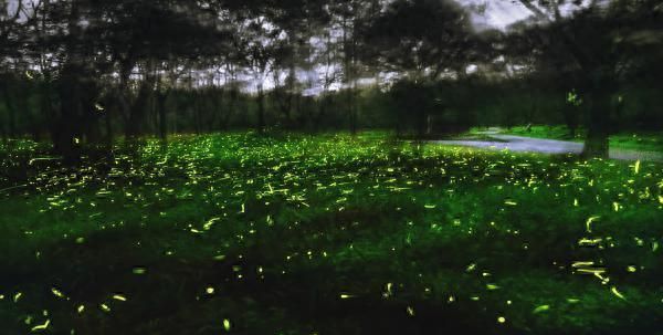 浙江乡下的萤火虫，竟然带动了“夜经济”