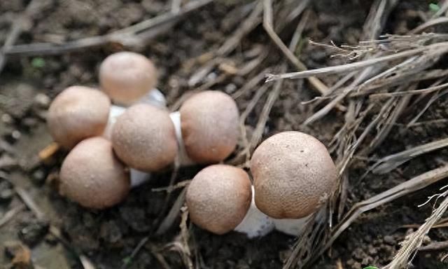 目前松茸菌价格多少钱一斤？松茸菌怎么保存时间长？