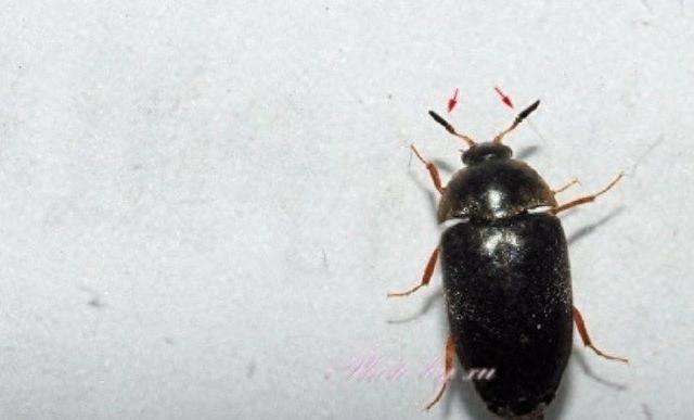 像蟑螂的黑色硬壳会飞的虫子是什么虫？遇到这种虫子怎么办？