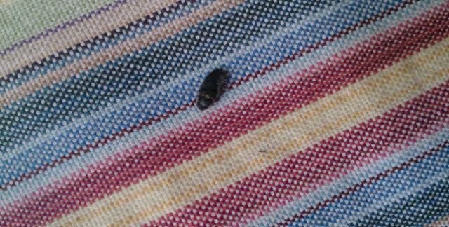 像蟑螂的黑色硬壳会飞的虫子是什么虫？遇到这种虫子怎么办？