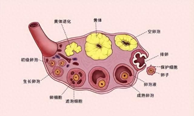 月经周期短的女性绝经更早？老得更快？真相是……