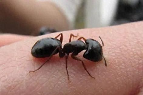 当心！女子被蚂蚁咬了一口，竟休克昏迷！医生说：严重者或致死