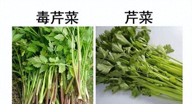 野菜：水芹菜有7种，5种没有毒，2种有毒