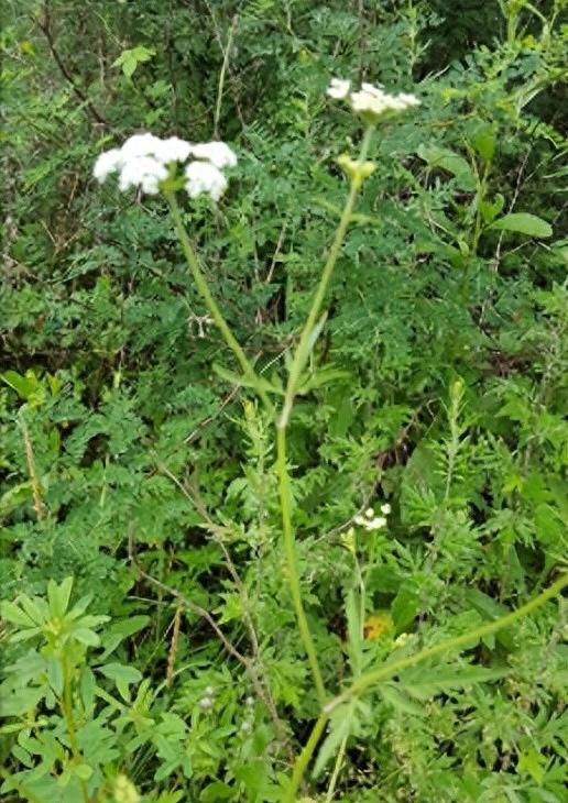 野菜：水芹菜有7种，5种没有毒，2种有毒