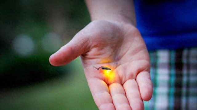 萤火虫发光是什么原理？过去农村很常见，为何如今越来越少了？