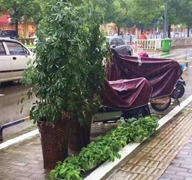 夏天多雨水，这5种花快搬出去，1场雨堪比1斤营养液！