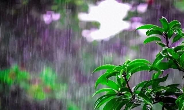 夏天多雨水，这5种花快搬出去，1场雨堪比1斤营养液！