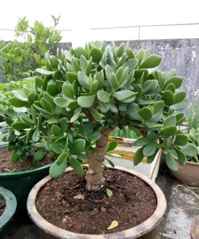 夏天多雨水，这5种花快搬出去，1场雨堪比1斤营养液！