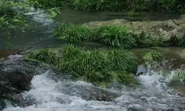 夏天多雨水，这5种花快搬出去，1场雨堪比1斤营养液！