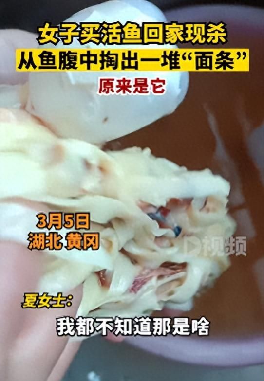 女子宰杀活鱼从腹中掏出一把“面条”，白色细条状：我都不知道那是啥，那个鱼里面没有肠子