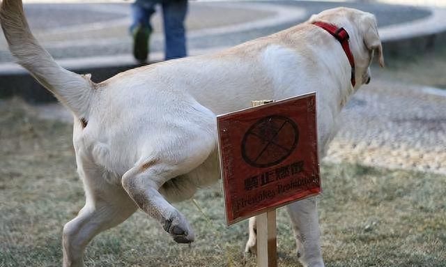 对付狗狗“尿骚味”，你需要这些除味妙招，太好用了！