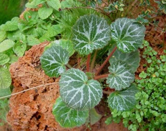 植物的奇特“十二属相”某些植物也有自己对应的“属相”