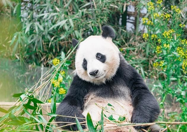 集万千宠爱于一身！拥有最多玩具的大熊猫“福宝”