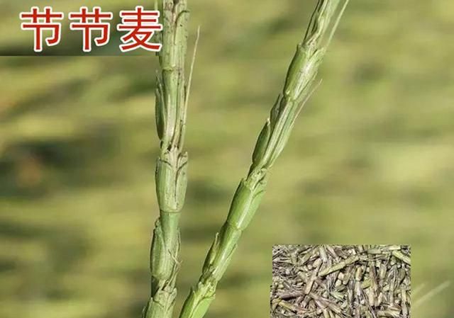 小麦田节节麦、雀麦、野燕麦咋分辨？用啥除草剂？附4点防治技巧