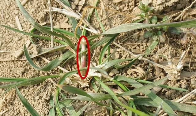 小麦田节节麦、雀麦、野燕麦咋分辨？用啥除草剂？附4点防治技巧