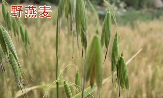 小麦田节节麦、雀麦、野燕麦咋分辨？用啥除草剂？附4点防治技巧