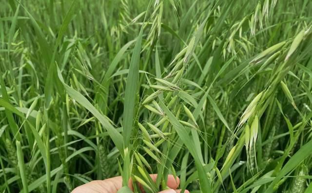 小麦田节节麦、雀麦、野燕麦咋分辨？用啥除草剂？附4点防治技巧