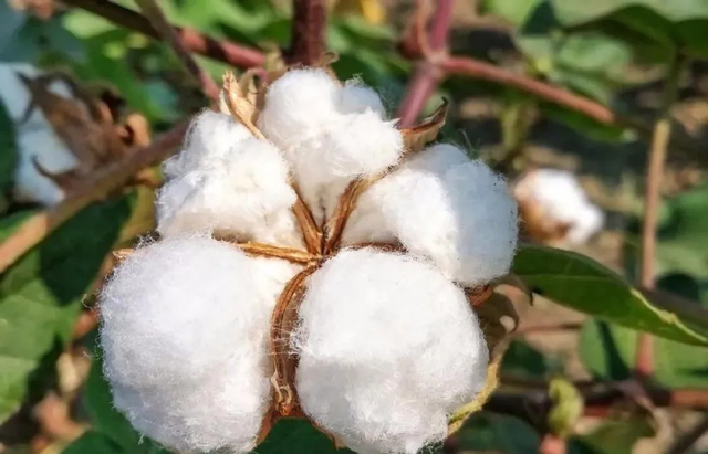 棉花：我还是中药，能治病！这个必须服气