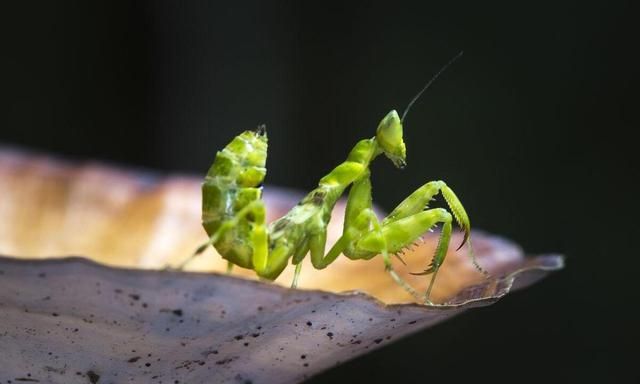 螳螂是益虫还是害虫？为什么有人认为是益虫，而有人认为是害虫？