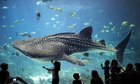 为何海洋动物普遍比陆地动物巨大？是必然还是偶然？科学家如是说