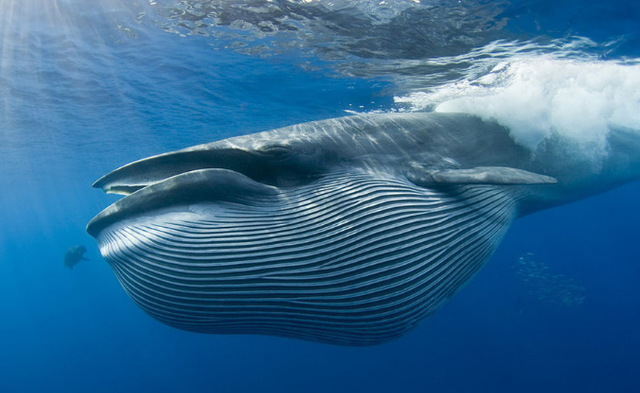 为何海洋动物普遍比陆地动物巨大？是必然还是偶然？科学家如是说