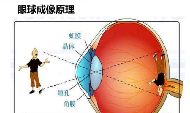 人有两个眼睛，为什么看到的景象会重合？