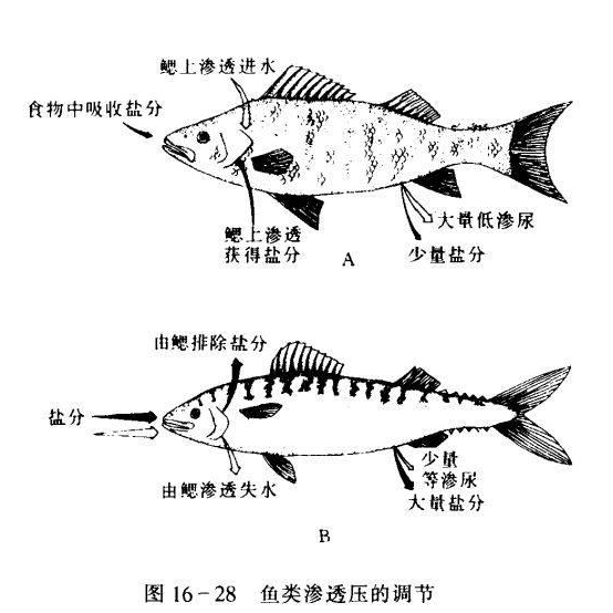 鱼会渴吗海水鱼和淡水鱼哪个更渴图1