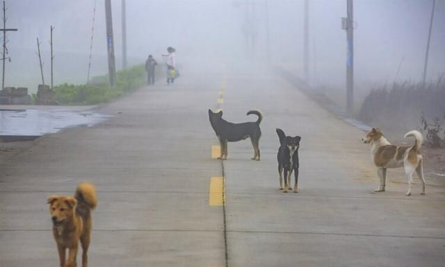 狂犬病致死率100%，十日观察法有用吗？专家：在我国并不适用