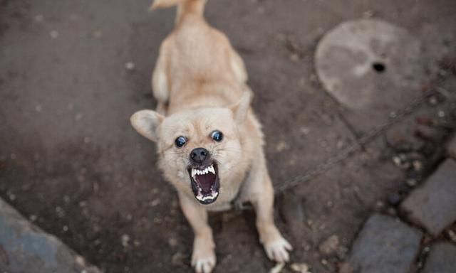 狂犬病致死率100%，十日观察法有用吗？专家：在我国并不适用