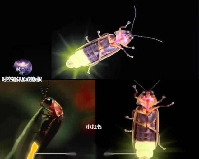 萤火虫为啥会发光，也是不断发射光子吗？带给人类的启示