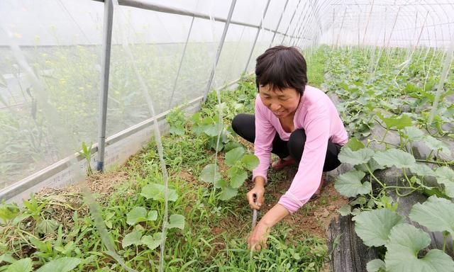 蔬菜生虫子不打药用什么办法：分享六个无害治虫法，效果挺好