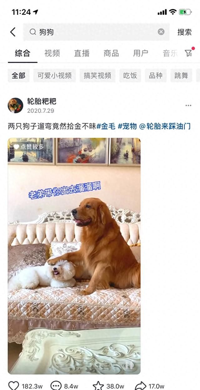 让你们给狗牵狗绳带嘴套就那么强吗？