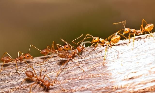 如果世界上少了蚂蚁会怎样？