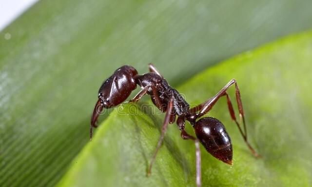 如果世界上少了蚂蚁会怎样？