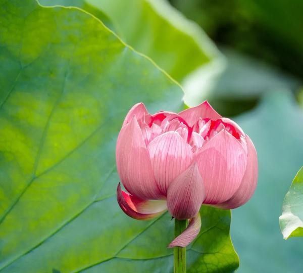 今日大暑，夏季的最后一个节气！这些有趣的知识讲给孩子听吧