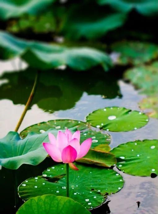 今日大暑，夏季的最后一个节气！这些有趣的知识讲给孩子听吧