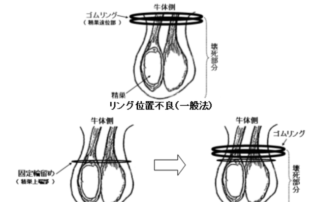 为何阉猪时叫声震天响，羊却很少惨叫？难道羊不怕疼？