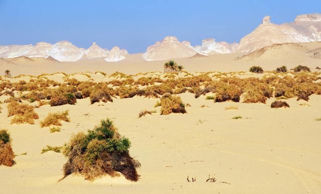 《美军野外生存手册》：沙漠环境下的生存知识