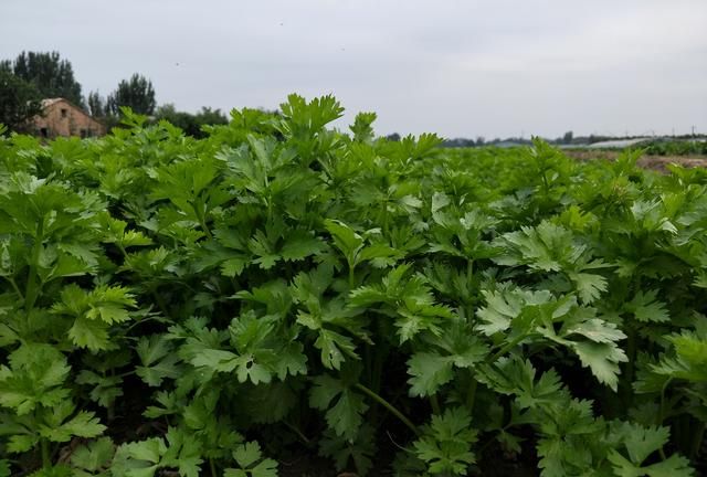 芹菜种植小技巧，3个方面要注意，做不对，出苗少，长势差