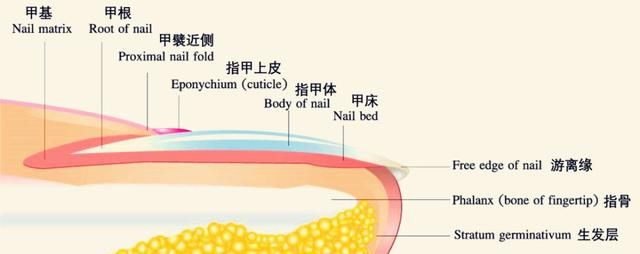 探索未知的奇妙世界：10个鲜为人知的生活小知识