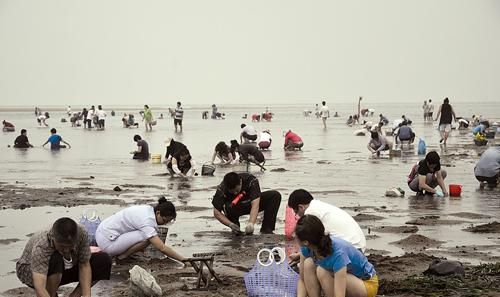 海边人跟你说——赶海入门指南