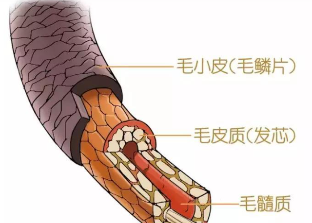 日常生活中，我们如何护理出一头亮丽顺滑的头发？