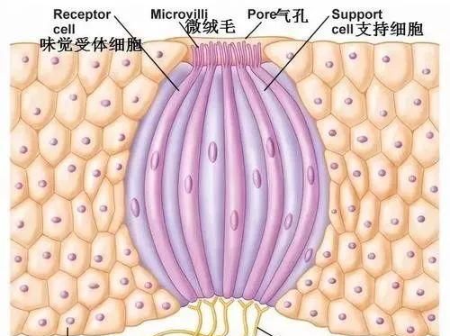 十条你不知道的生活冷知识！