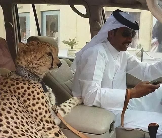 带你走进真实的卡塔尔：你应该知道的15个关于卡塔尔的冷知识