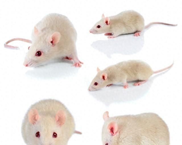 关于老鼠的10个有趣冷知识，你知道几个。老鼠的美德...