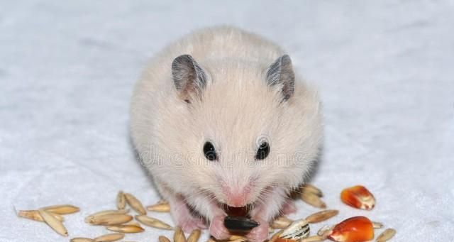 关于老鼠的10个有趣冷知识，你知道几个。老鼠的美德...